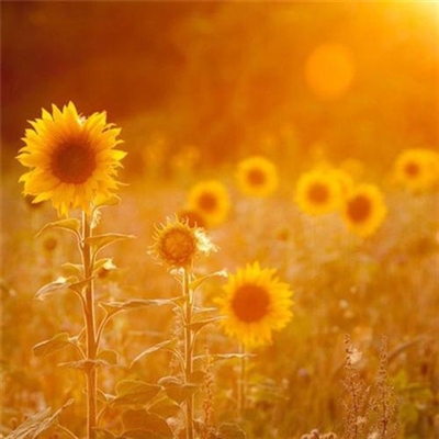 阳光干净的微信头像(20张)