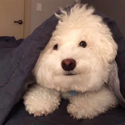 又沙雕又可爱的微信头像(优选16张)