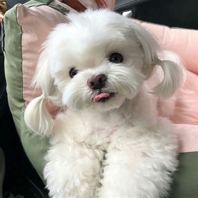 又沙雕又可爱的微信头像(优选16张)