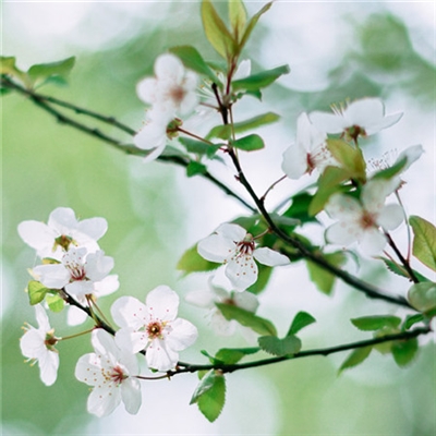 又简单又好看的头像(优选24张)