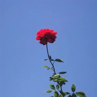 又简单又好看的头像(优选24张)