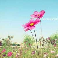 清新淡雅的图片头像(33张)