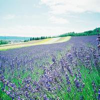 清新淡雅的图片头像(33张)