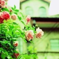 清新淡雅的图片头像(33张)