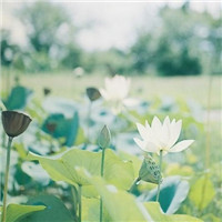 清新淡雅的图片头像(33张)