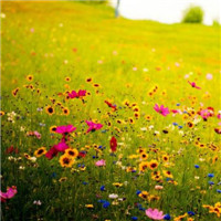 清新淡雅的图片头像(33张)