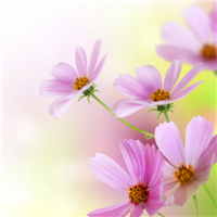 清新淡雅的图片头像(33张)