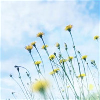 清新淡雅的图片头像(33张)