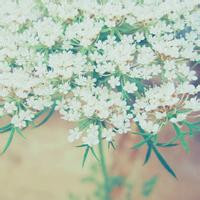 清新淡雅的图片头像(33张)