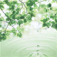 清新淡雅的图片头像(33张)