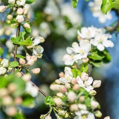 清新淡雅花朵微信头像(优选24张)