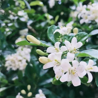 清新淡雅花朵微信头像(优选24张)