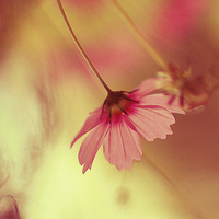 清新淡雅花朵微信头像(优选24张)