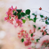 清新淡雅花朵微信头像(优选24张)