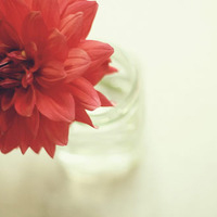 清新淡雅花朵微信头像(优选24张)