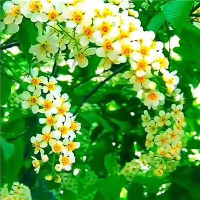 清新淡雅花朵微信头像(优选24张)