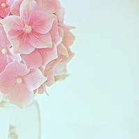 清新淡雅花朵微信头像(优选24张)