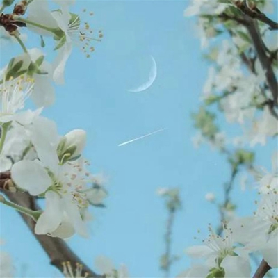 清新淡雅花朵微信头像(优选24张)