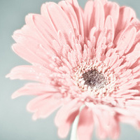 清新淡雅花朵微信头像(优选24张)