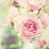 清新淡雅花朵微信头像(优选24张)