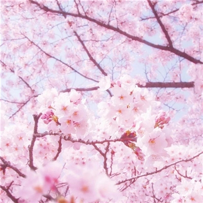 清新淡雅花朵微信头像(优选24张)