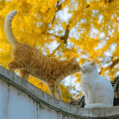 最新版的微信头像大全图片(精选20张)