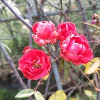 最新版的微信头像大全图片(精选20张)