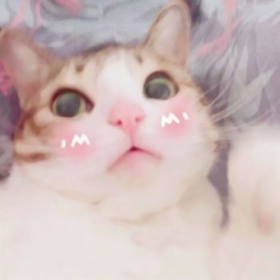 可爱萌宠情侣头像两张(共18张)