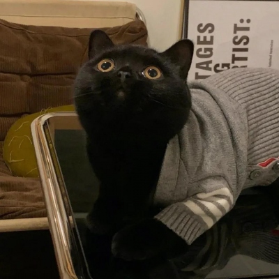 可爱萌宠情侣头像两张(共18张)