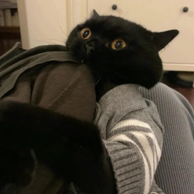 可爱萌宠情侣头像两张(共18张)