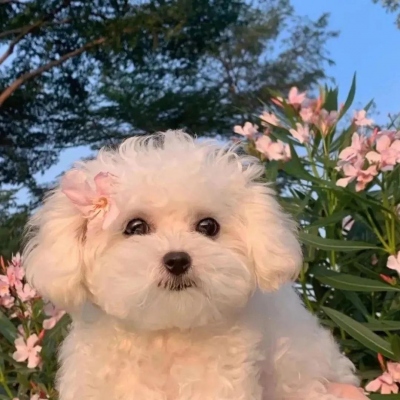 可爱萌宠情侣头像两张(共18张)