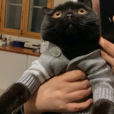 可爱萌宠情侣头像两张(共18张)