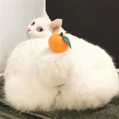 史上最可爱的猫咪头像(精选18张)