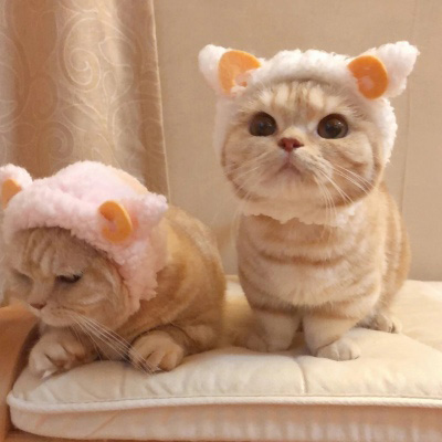 史上最可爱的猫咪头像(精选18张)