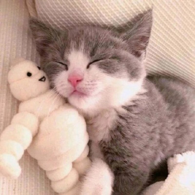 史上最可爱的猫咪头像(精选18张)