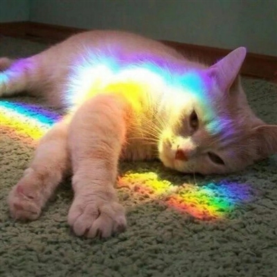 史上最可爱的猫咪头像(精选18张)