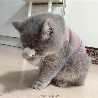 史上最可爱的猫咪头像(精选18张)