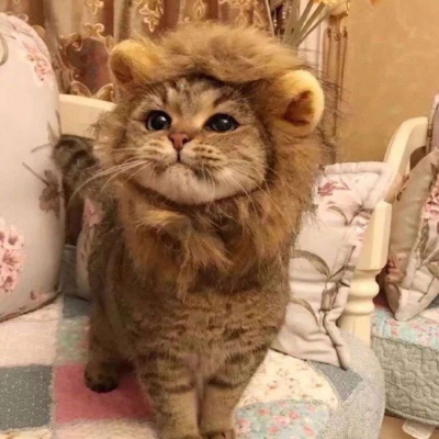 史上最可爱的猫咪头像(精选18张)