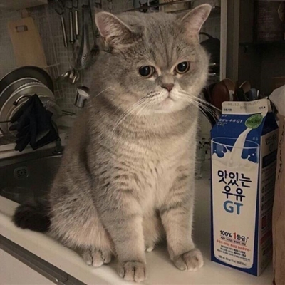 史上最可爱的猫咪头像(精选18张)