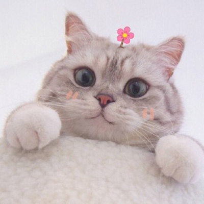 史上最可爱的猫咪头像(精选18张)