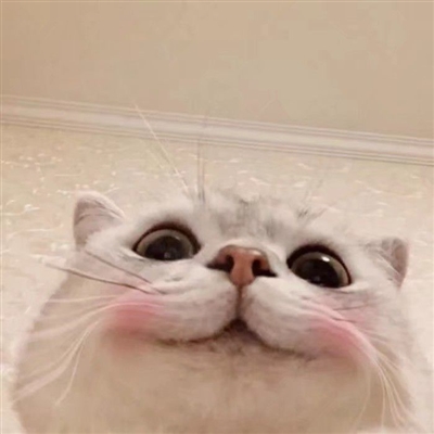 史上最可爱的猫咪头像(精选18张)