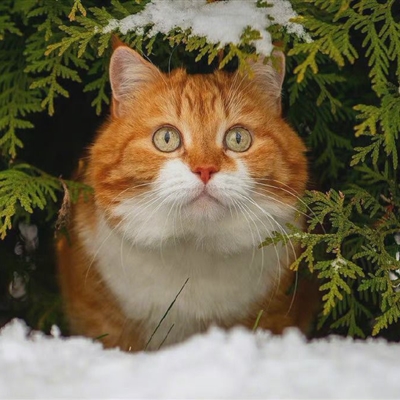 史上最可爱的猫咪头像(精选18张)