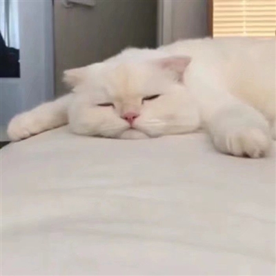 史上最可爱的猫咪头像(精选18张)