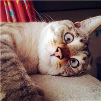 大脸萌可爱喵星人头像图片(20张)