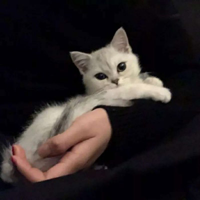 大脸萌可爱喵星人头像图片(20张)