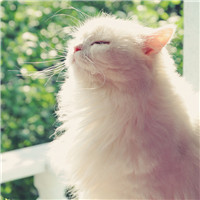 大脸萌可爱喵星人头像图片(20张)