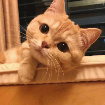 大脸萌可爱喵星人头像图片(20张)