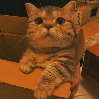 大脸萌可爱喵星人头像图片(20张)