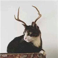 大脸萌可爱喵星人头像图片(20张)