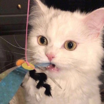 可爱的小猫图片头像(精选18张)